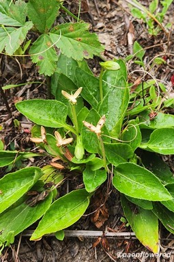 Post-fruiting plant