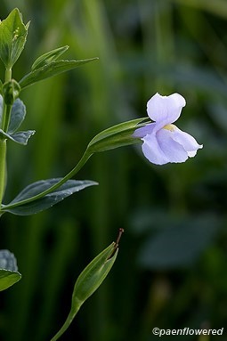 Flower and leaves