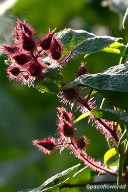 Plant in early fruit