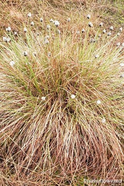 Fruiting individual