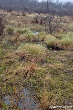 Plant form & habitat