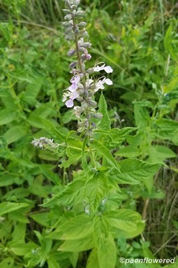Teucrium