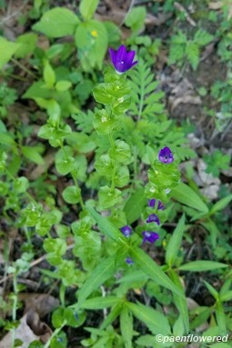 Flowers & leaves