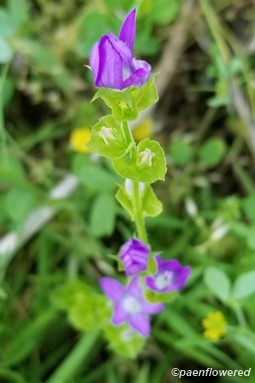 Plant form & habitat
