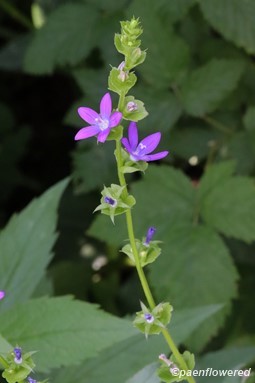 Plant in flower