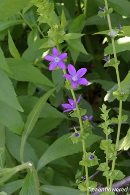 Plant in flower