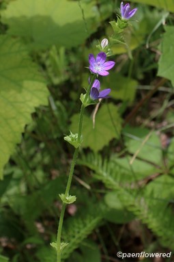 Plant in flower, with cleistogamous flowers