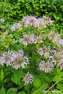 Plant in flower