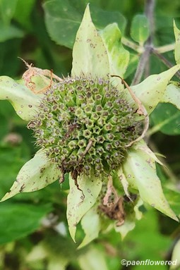 Seed head