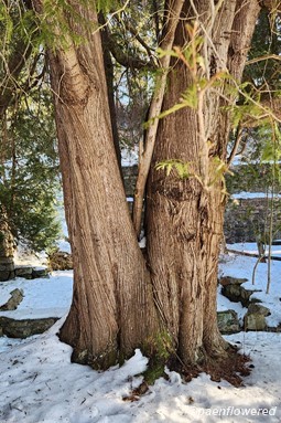 Mature trunk
