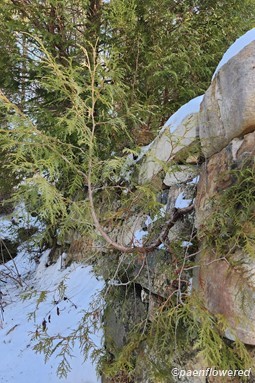 Adaptation to substrate