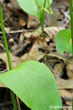 Plant form