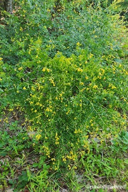 Plant form