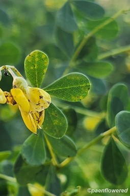 Flower and leaf