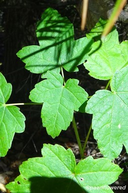 Leaves