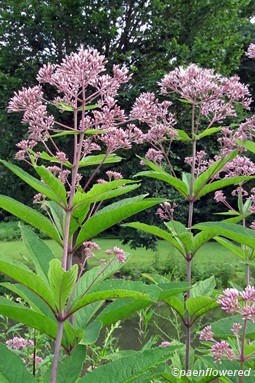 Plant form & habitat