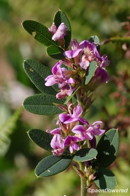 Plant in flower