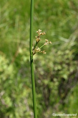 Juncus