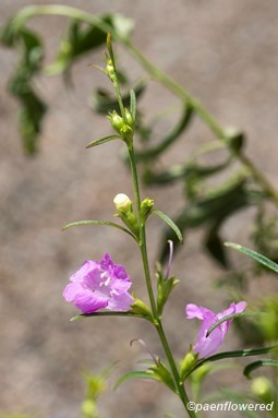 Plant in flower