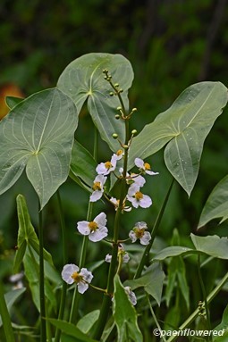 Plant in flower