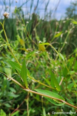 Plant form
