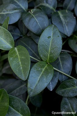 Leaves