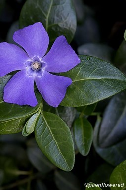 Flower and leaves