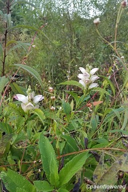 Plant form & habitat