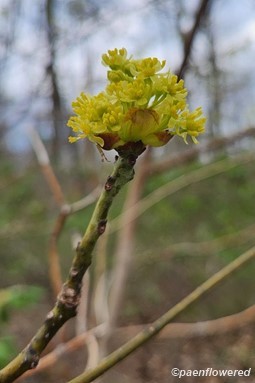 Inflorescence