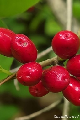 Fruit