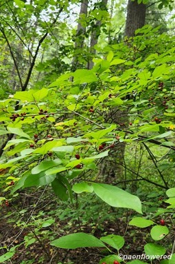 Tree in fruit