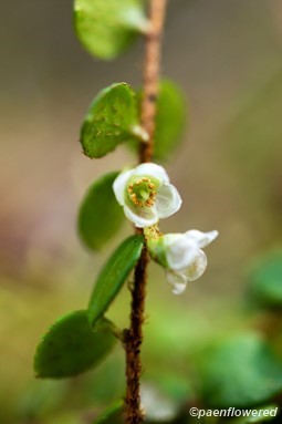 Plant in flower