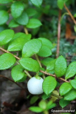 Creeping Snowberry