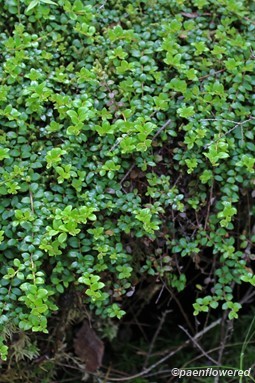 Carpet formed by prostrate stems
