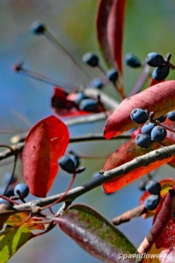 Plant in fruit