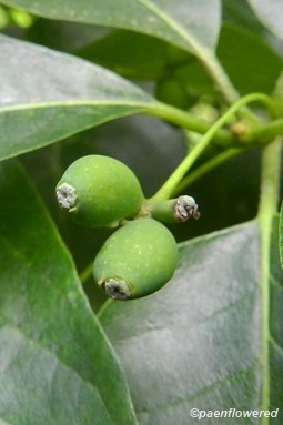 Unripened fruit