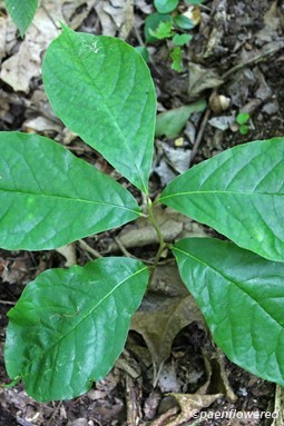 Sapling showing leaf shape and arrangement