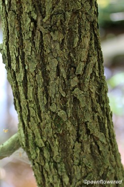 Immature bark