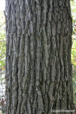 Mature bark