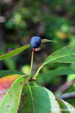Ripened fruit