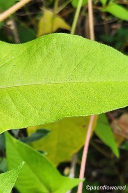 Leaf