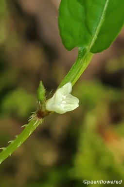 Tiny, open flower