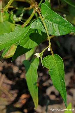 Plant in flower