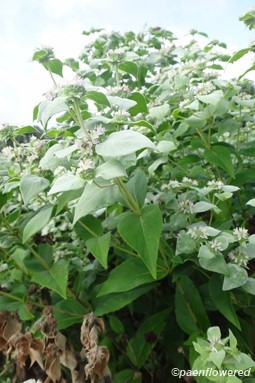 Short-toothed mountainmint
