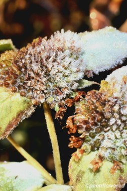 Frosted fruit