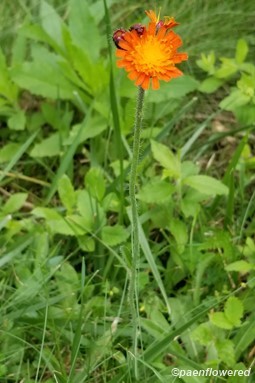 Buds and flower