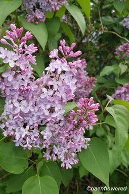 Syringa