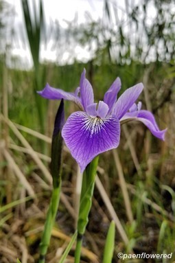 Blueflag iris