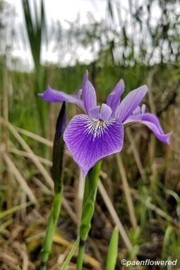 Iris