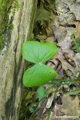 Leaf variation